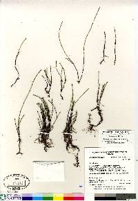 Equisetum variegatum image