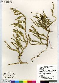 Spinulum annotinum subsp. alpestre image