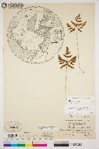 Gymnocarpium dryopteris image