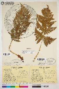 Dryopteris expansa image