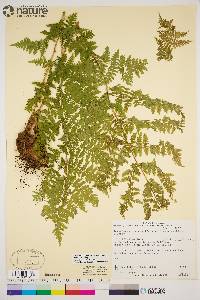 Dryopteris expansa image