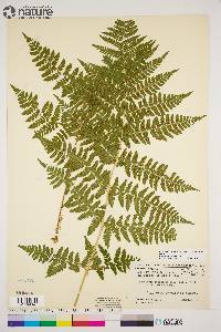 Dryopteris expansa image