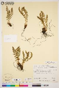 Woodsia ilvensis image