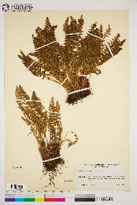 Woodsia ilvensis image