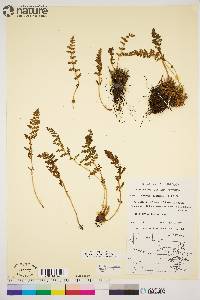 Woodsia ilvensis image