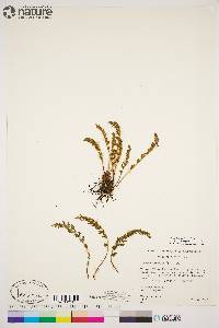 Woodsia ilvensis image