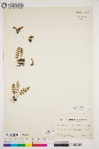 Woodsia ilvensis image