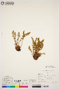 Woodsia ilvensis image