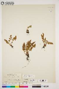 Woodsia ilvensis image