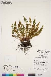 Woodsia ilvensis image