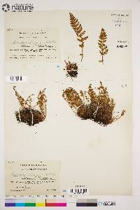 Woodsia ilvensis image