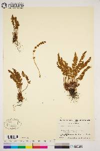 Woodsia ilvensis image