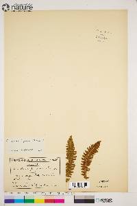 Dryopteris fragrans image