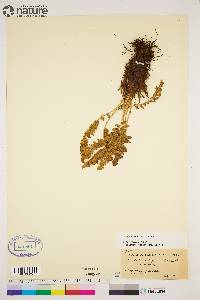 Dryopteris fragrans image