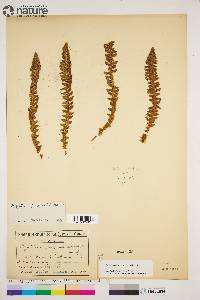 Dryopteris fragrans image