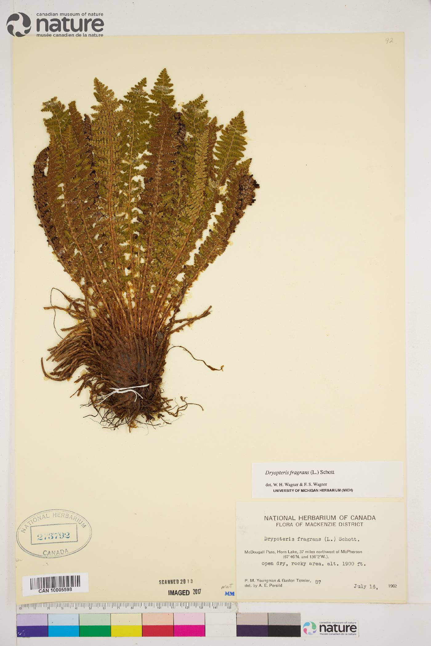 Dryopteris fragrans image