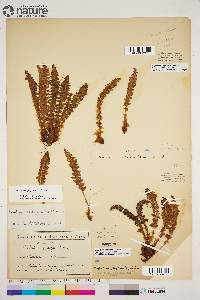 Dryopteris fragrans image