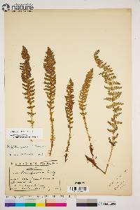 Dryopteris fragrans image