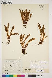 Dryopteris fragrans image