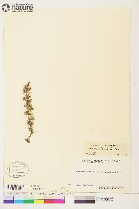 Larix laricina image