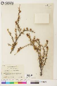 Larix laricina image