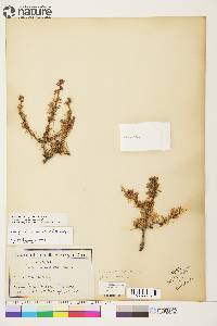 Larix laricina image