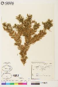 Abies lasiocarpa image