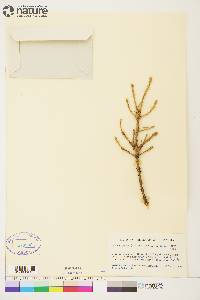 Picea glauca image