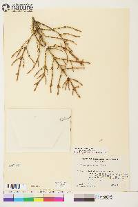 Picea glauca image