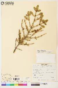 Picea glauca image