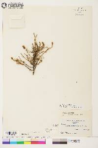 Picea glauca image