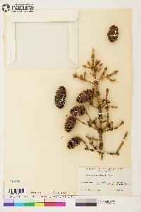 Picea glauca image