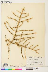 Picea glauca image