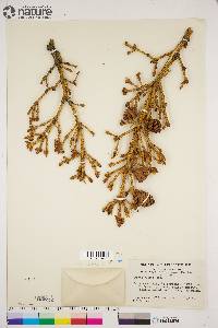 Picea glauca image