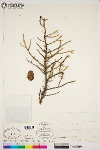 Picea glauca image