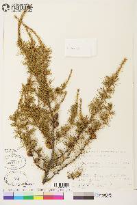 Larix laricina image