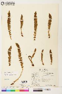 Dryopteris fragrans image