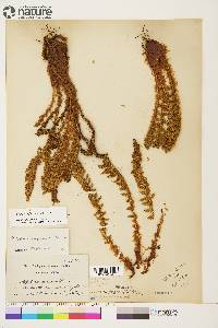 Dryopteris fragrans image