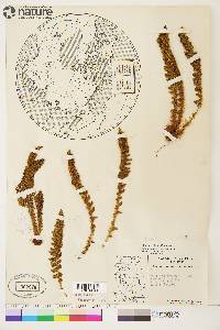 Dryopteris fragrans image