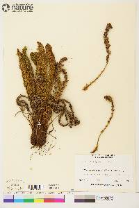 Dryopteris fragrans image