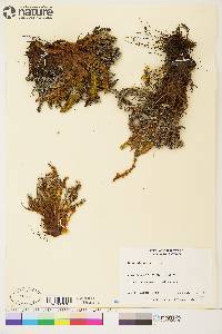 Dryopteris fragrans image