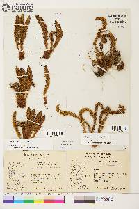 Dryopteris fragrans image