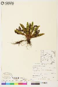 Dryopteris fragrans image