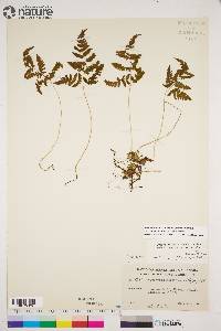 Gymnocarpium jessoense image