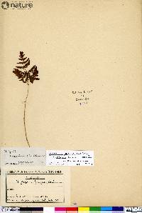 Gymnocarpium jessoense image