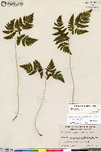 Gymnocarpium dryopteris image