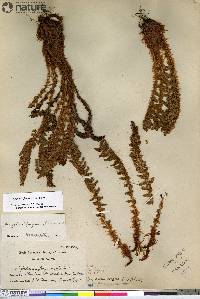 Dryopteris fragrans image