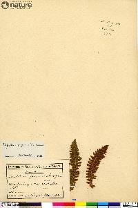 Dryopteris fragrans image