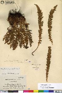 Woodsia ilvensis image