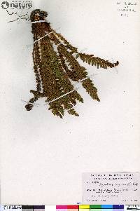 Dryopteris fragrans image